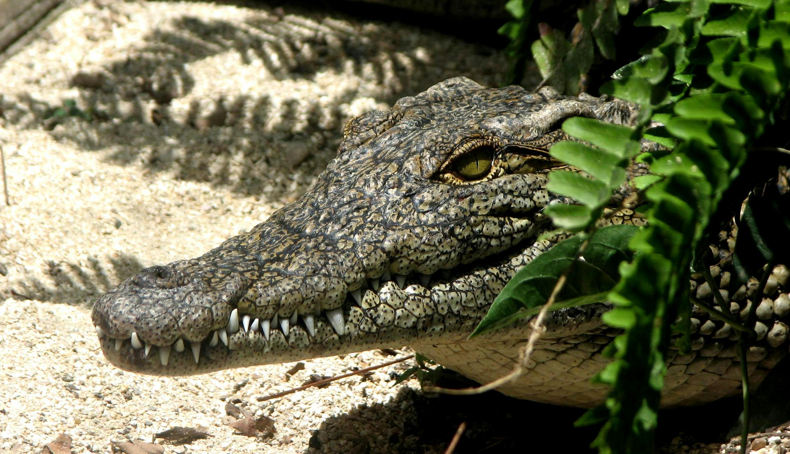 Crocodile close-up — wildlife and biodiversity