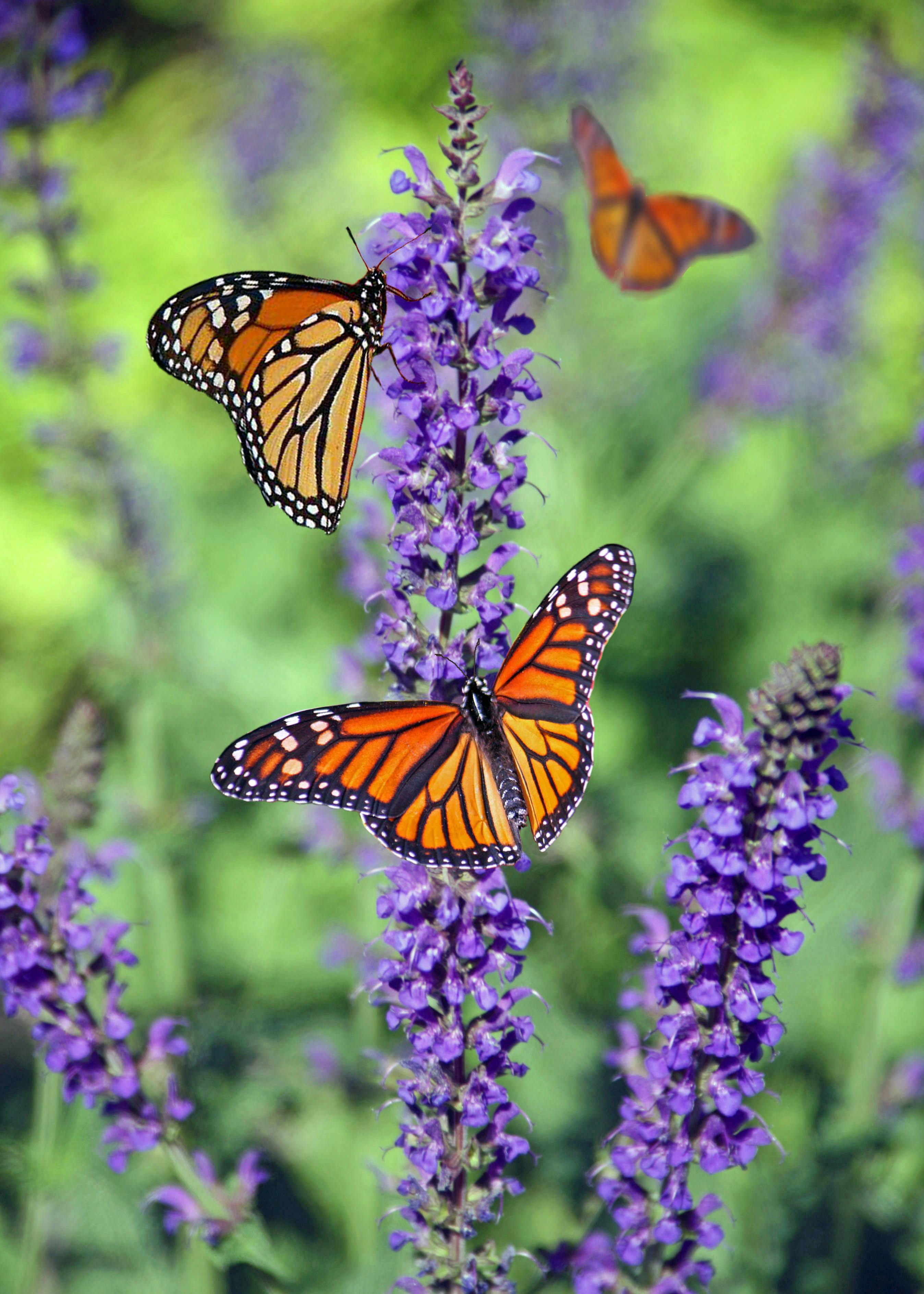 Butterfly Garden and Conservation Initiative