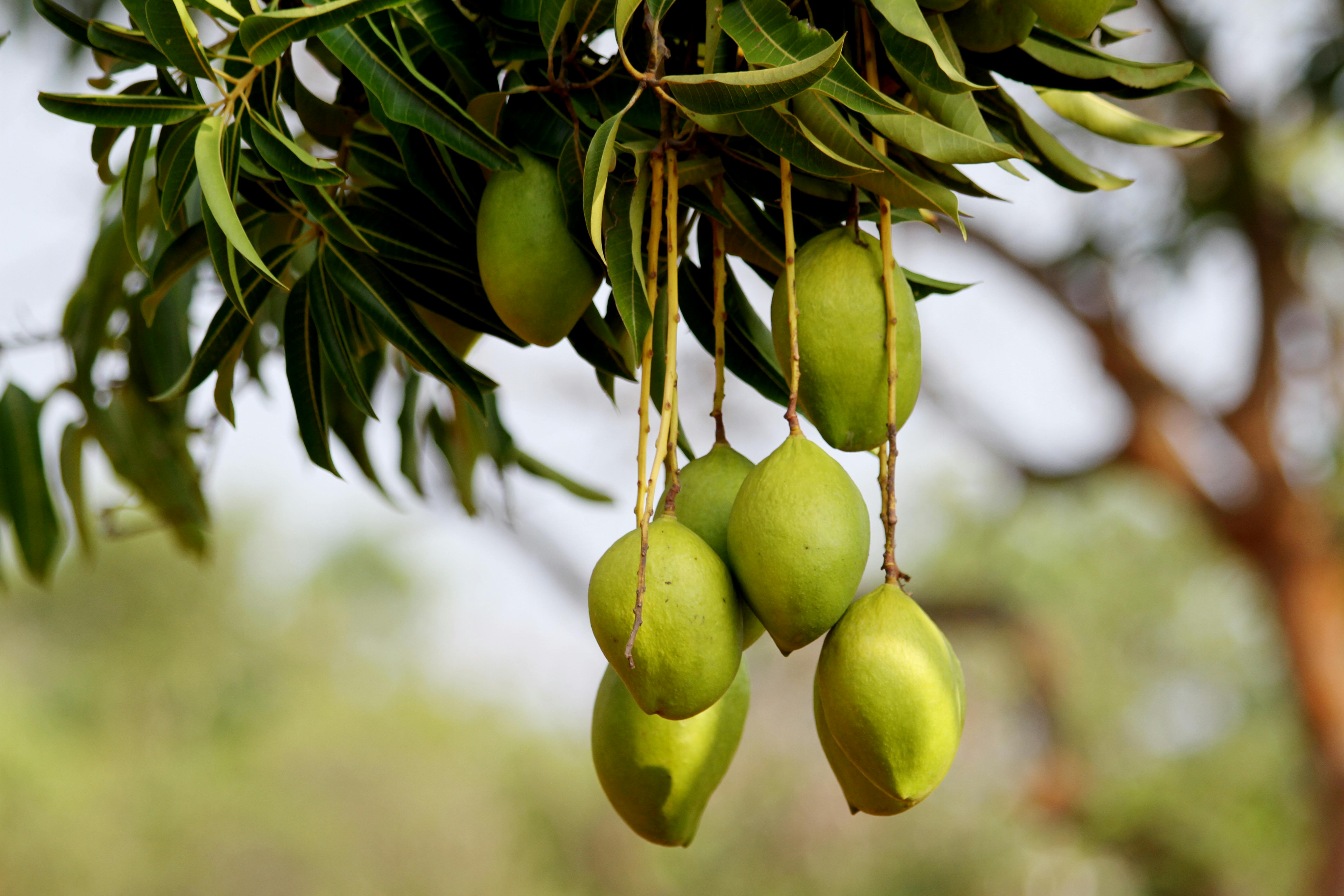 Mango tree leaves