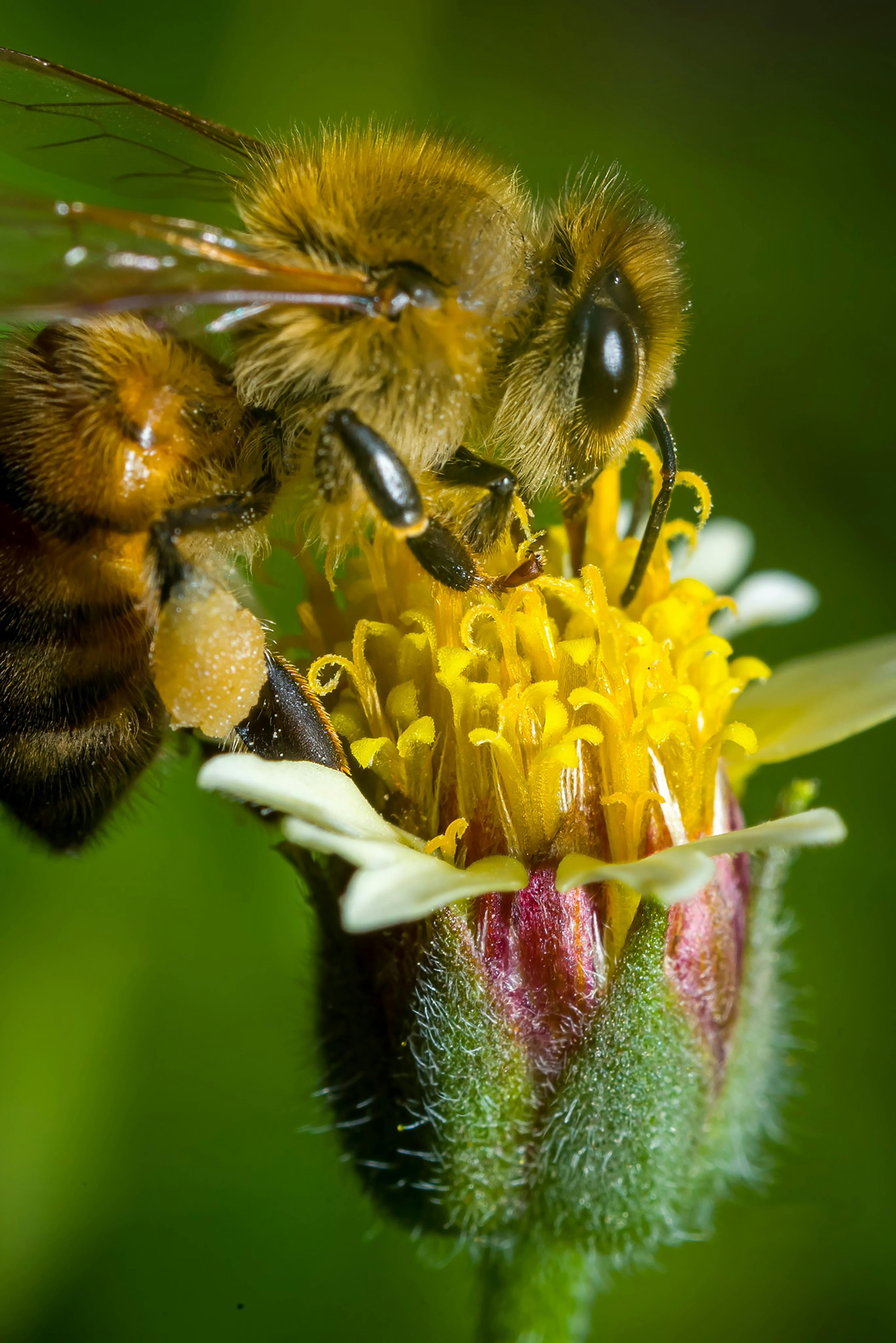 Bee on yellow wildflower — biodiversity and ecological restoration