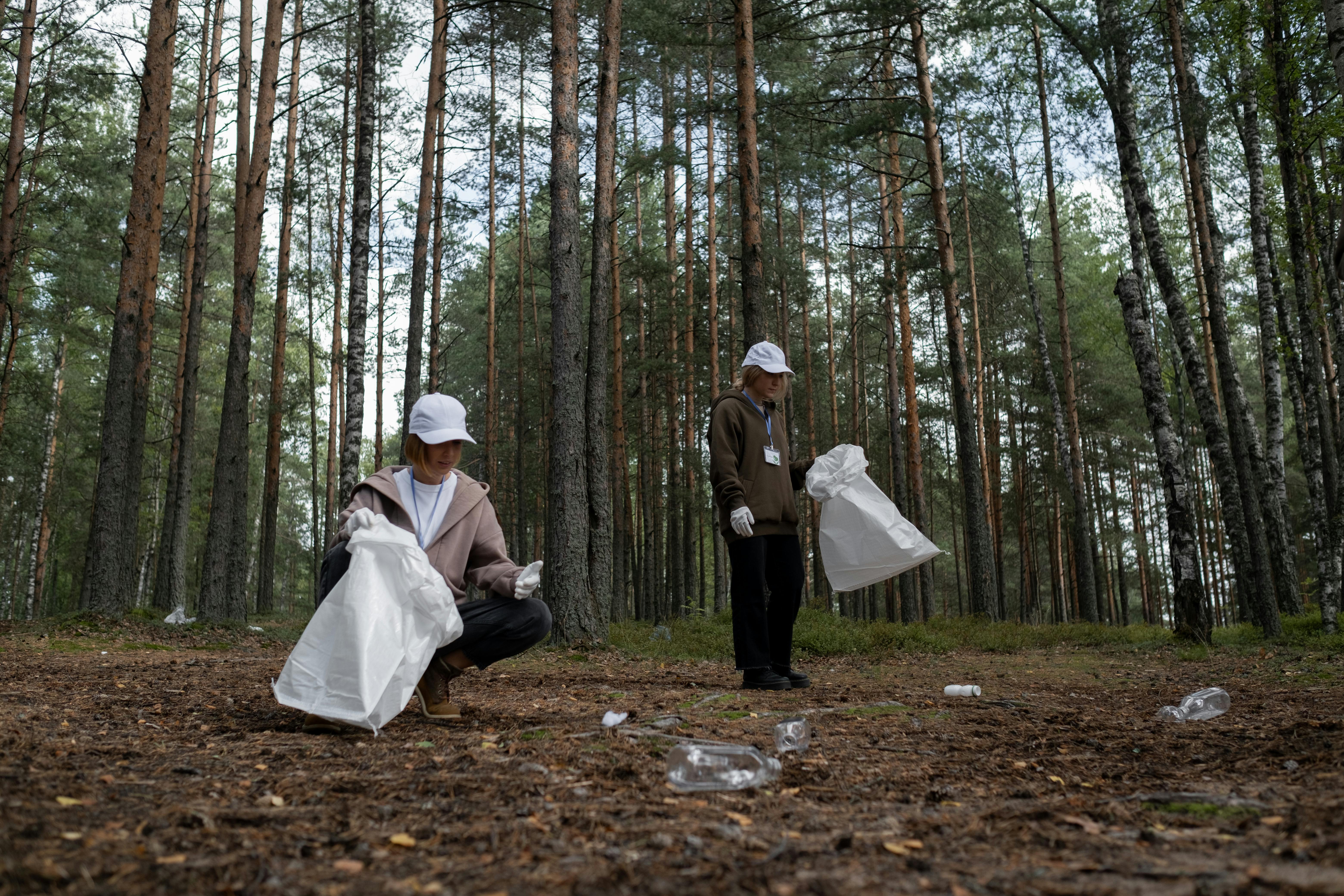 Field researchers in a pine forest