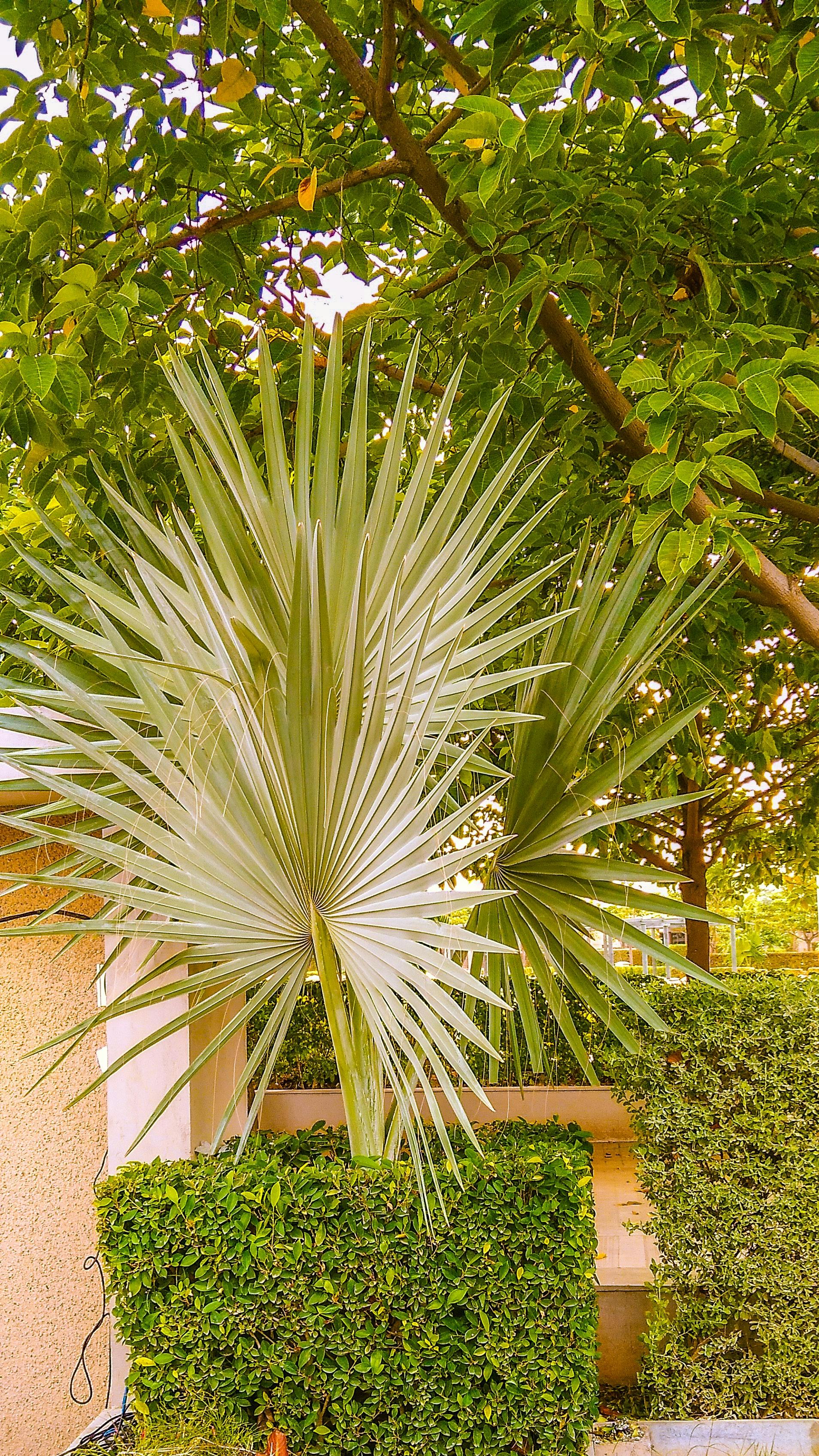 Lush tropical plant — environmental sustainability