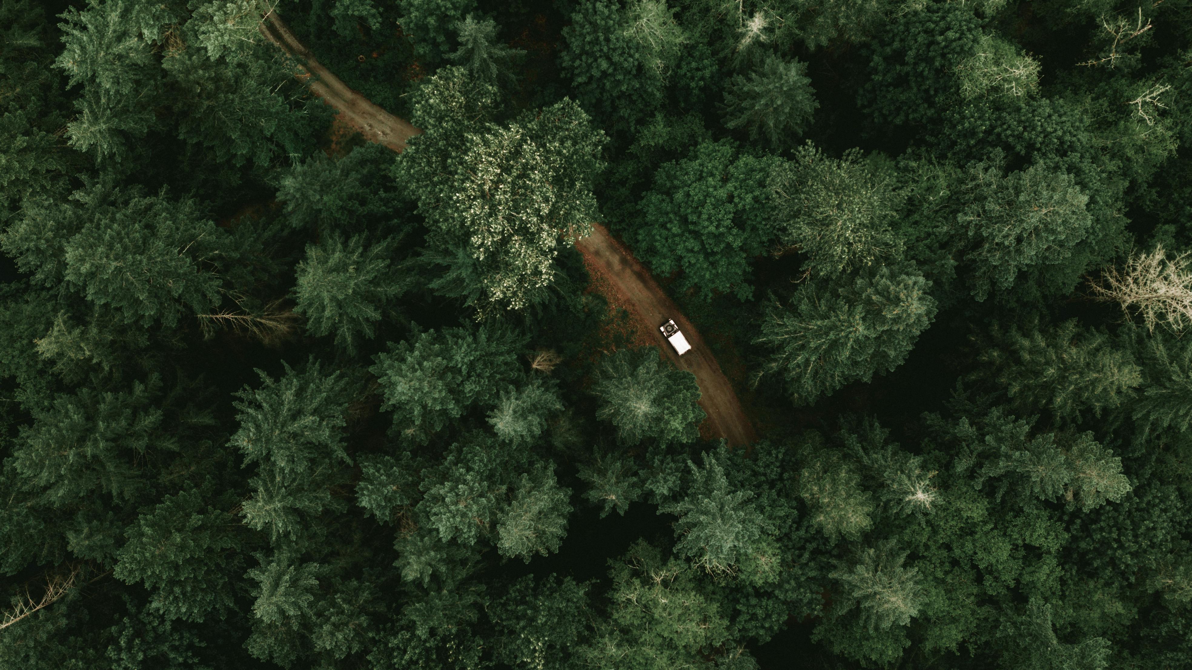 Aerial view of forest restoration