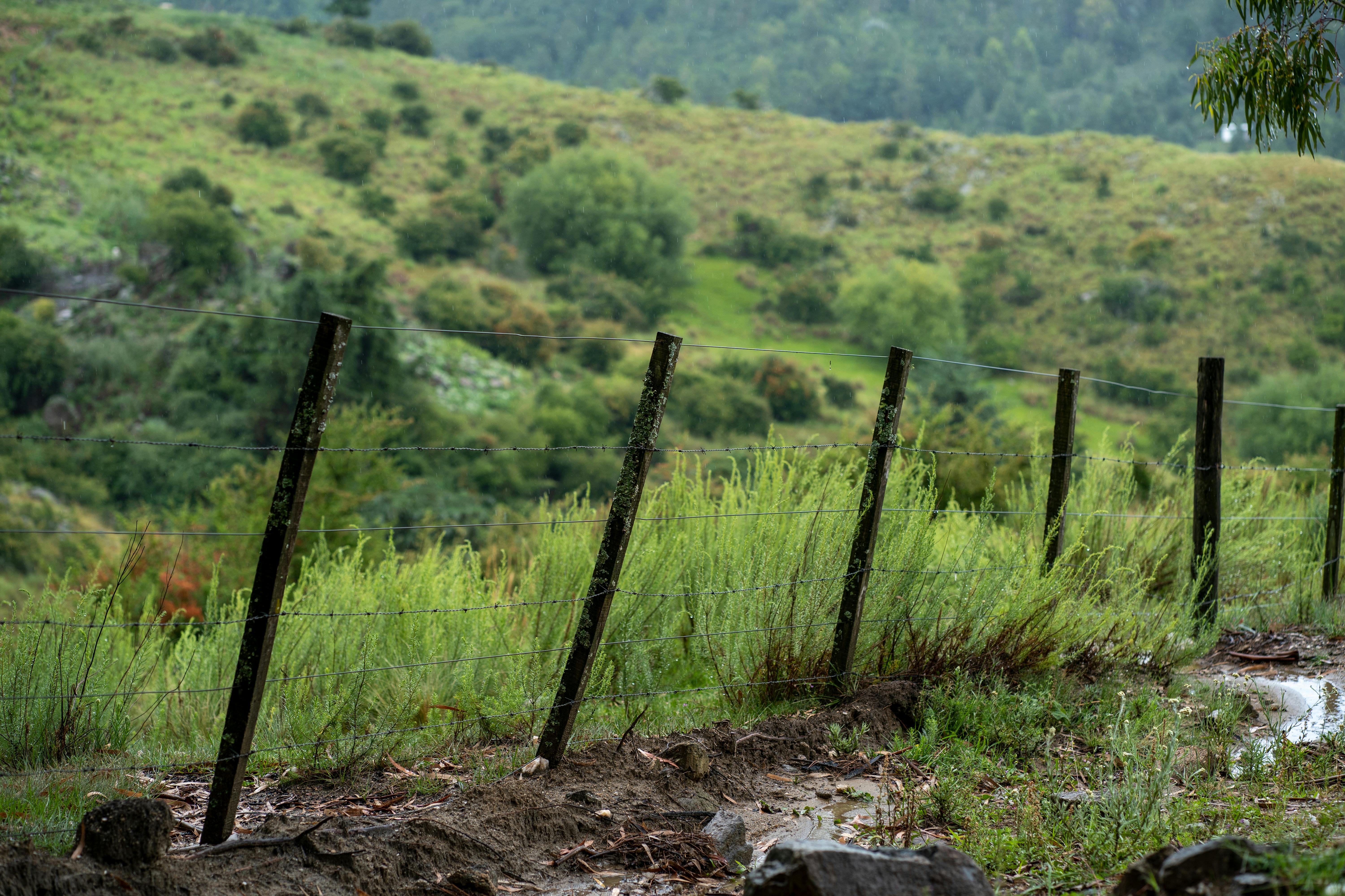 Green meadow with fence