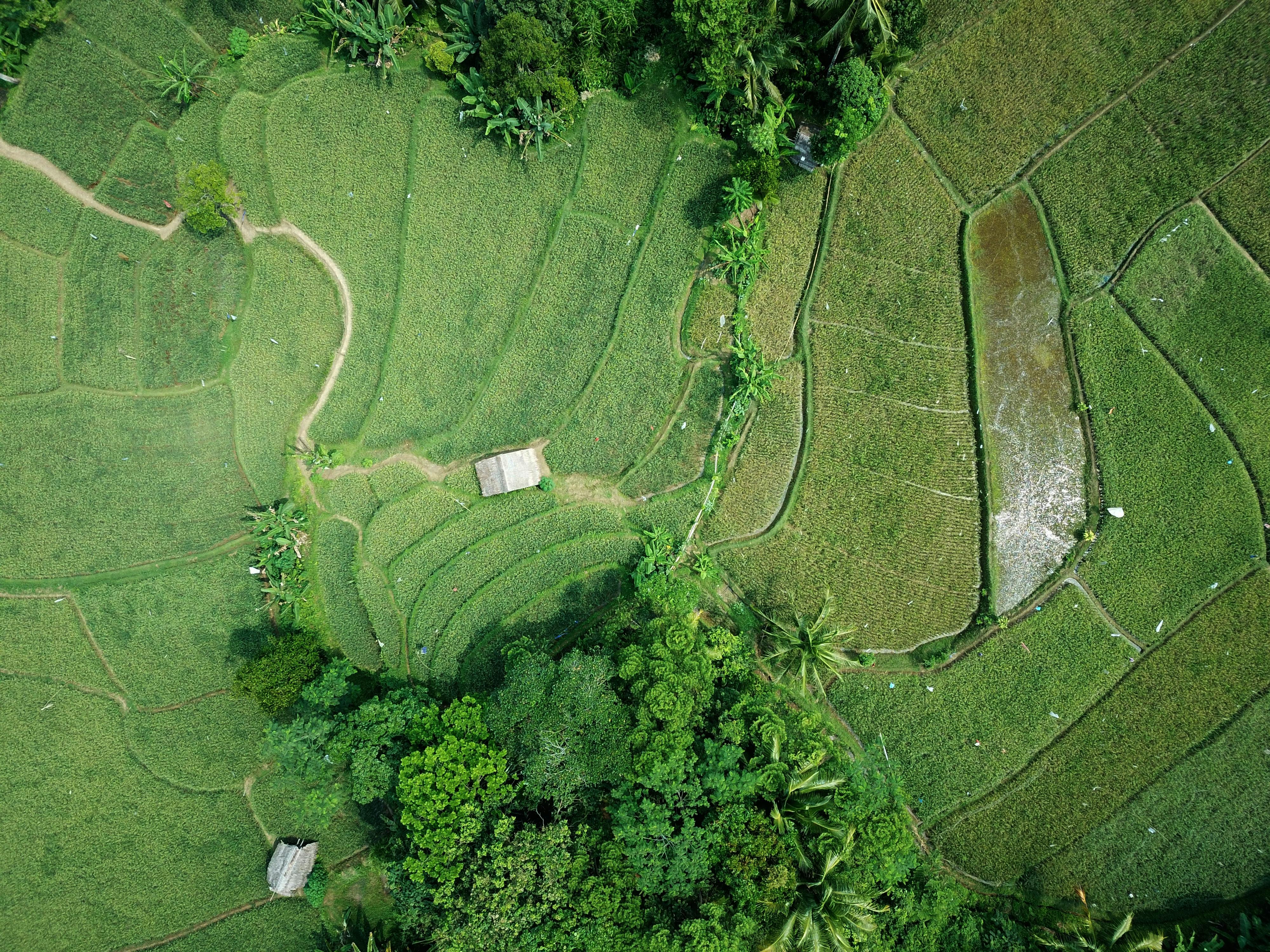 Aerial view of lush green agricultural terraces