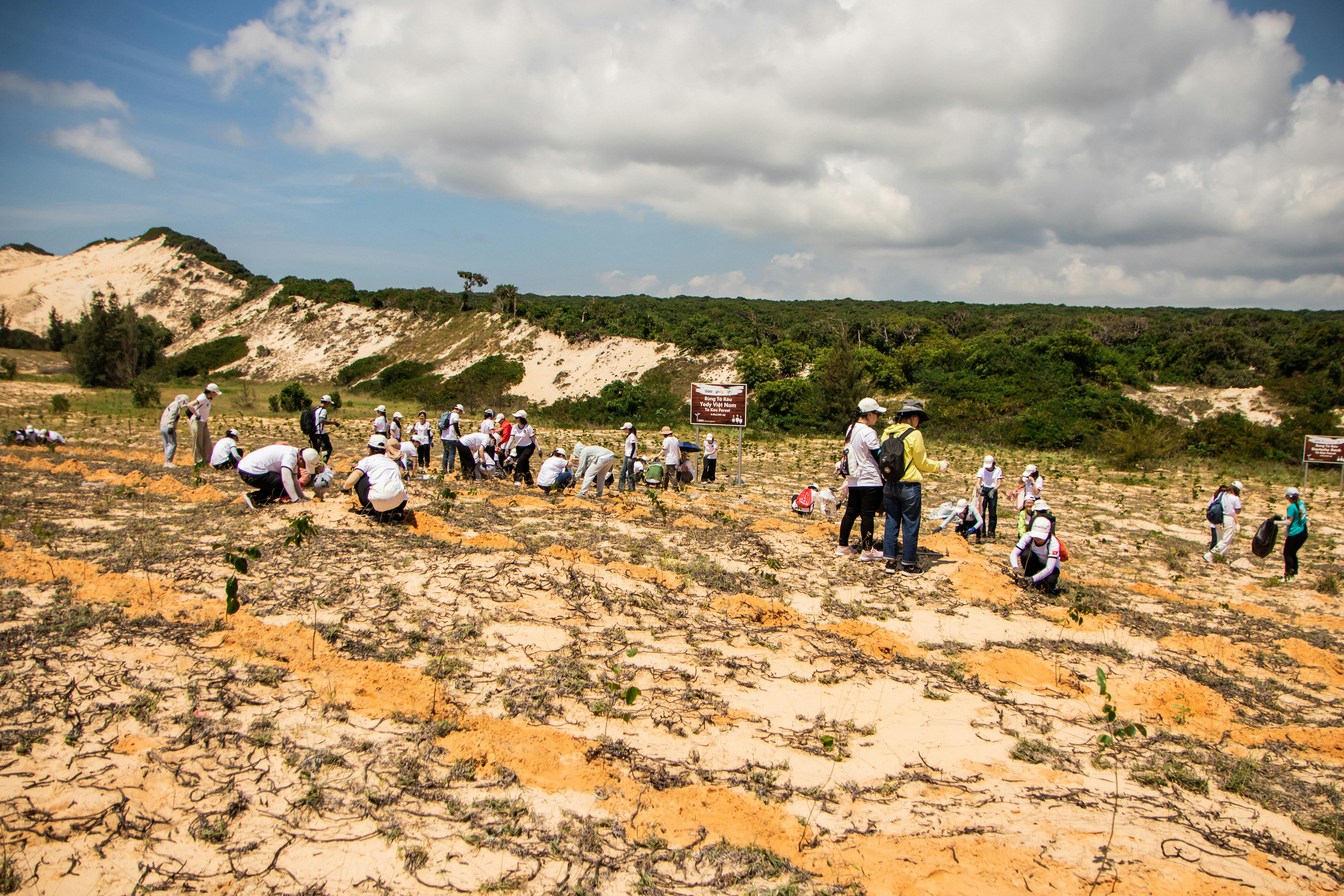 Team planting trees on a hillside — ecological restoration